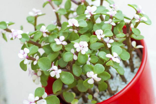 馬齒莧樹怎麼養才開花，保證光照、養分充足