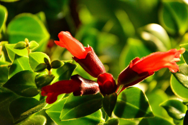 口紅吊蘭一年開幾次花，從11月開到第二年6月(隻開一次)