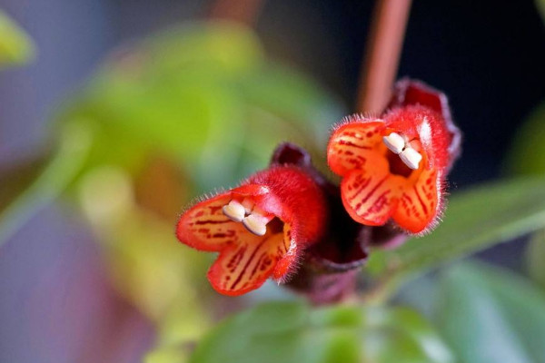 口紅吊蘭一年開幾次花，從11月開到第二年6月(隻開一次)