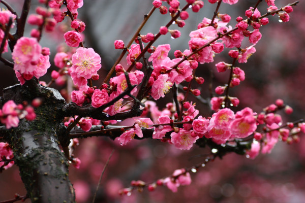 二月什麼花開，梅花/臘梅花/迎春花/玉蘭花/山茶花等