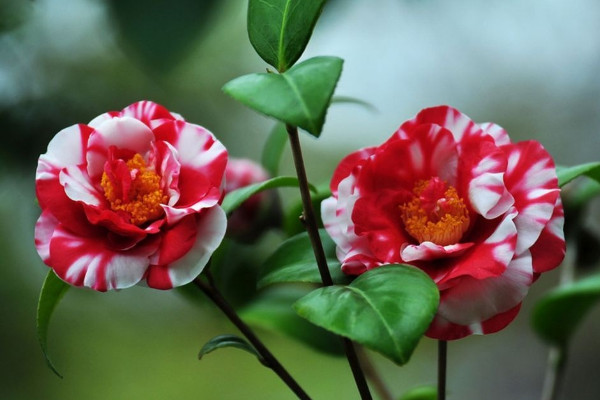 二月什麼花開，梅花/臘梅花/迎春花/玉蘭花/山茶花等