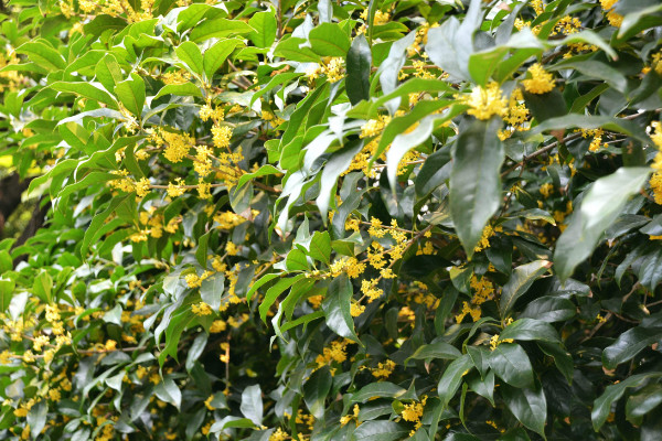 桂花掉葉子是怎麼回事，澆水/施肥/溫度/通風不暢導致