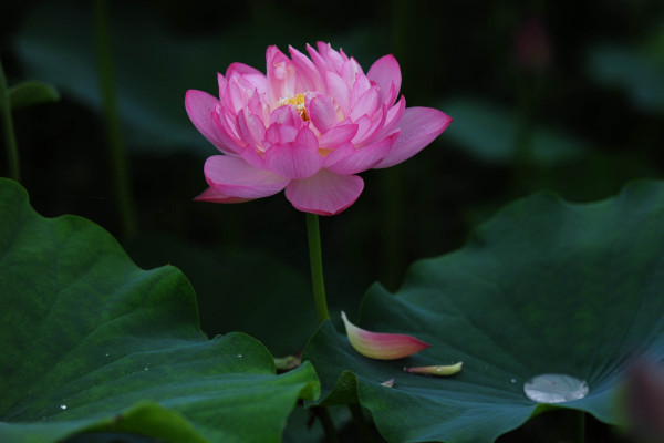 芙蓉是荷花嗎，隻有水芙蓉才是荷花