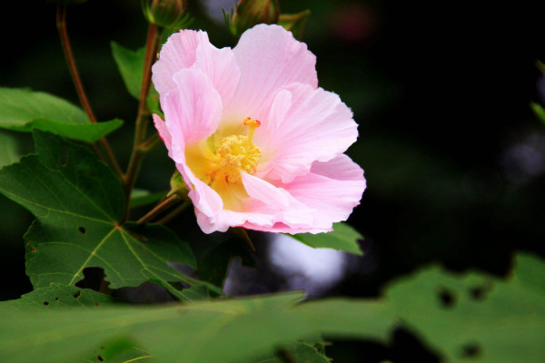 芙蓉是荷花嗎，隻有水芙蓉才是荷花