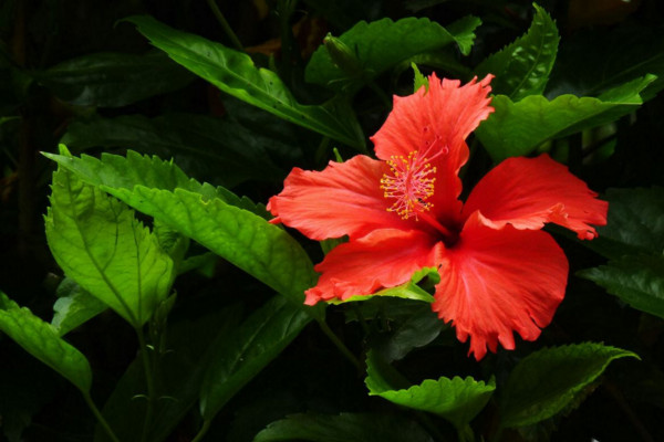 扶桑花葉子發黃怎麼辦，分析原因及時進行補救