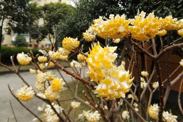 結香花什麼時候扡插，應該在每年的春季進行扡插