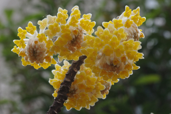 結香花什麼時候扡插，應該在每年的春季進行扡插