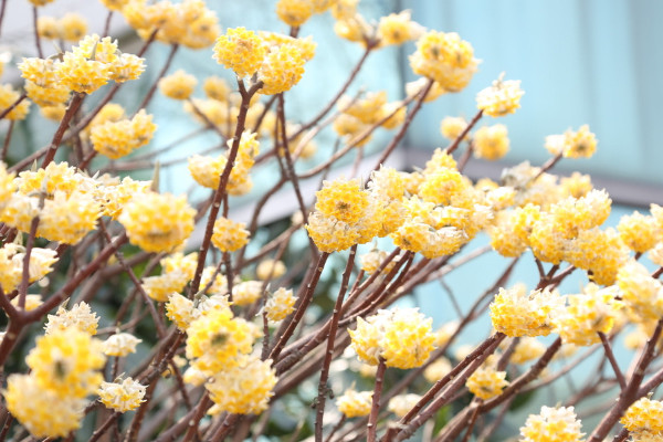 結香花什麼時候扡插，應該在每年的春季進行扡插