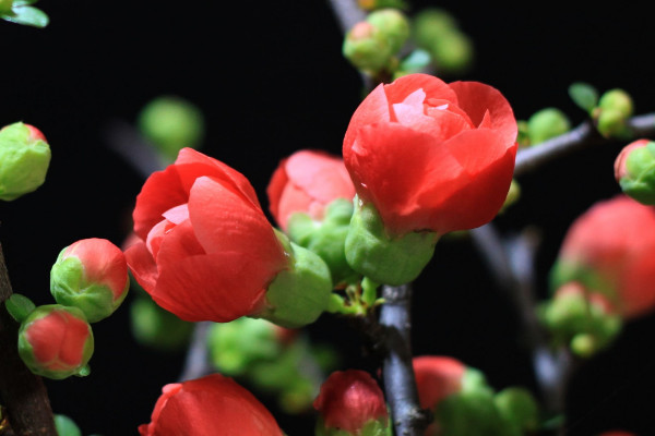 家裏養海棠花不吉利，這種說法不可信