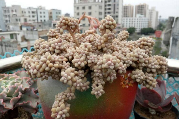 姬秋麗葉片發黃怎麼辦，適當遮陰並控製澆水