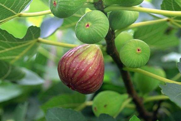 無花果盆栽的養殖方法，無花果養殖5大要點