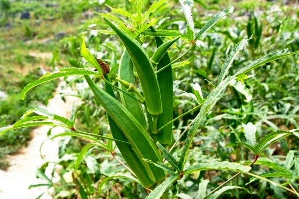 秋葵不開花結果的原因，可能是因為光照、養分不足導致