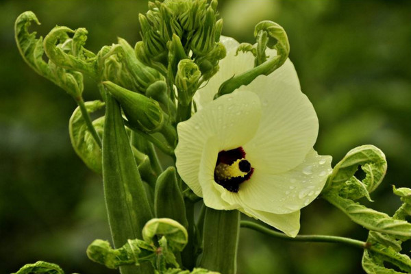 秋葵不開花結果的原因，可能是因為光照、養分不足導致