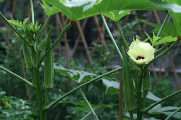 秋葵不開花結果的原因，可能是因為光照、養分不足導致