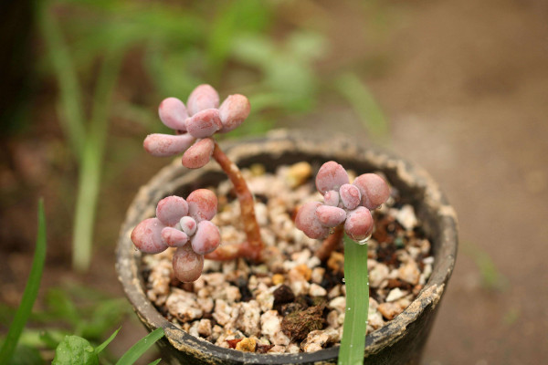 多肉的土怎麼自己配製，保障土壤營養充分定植性強