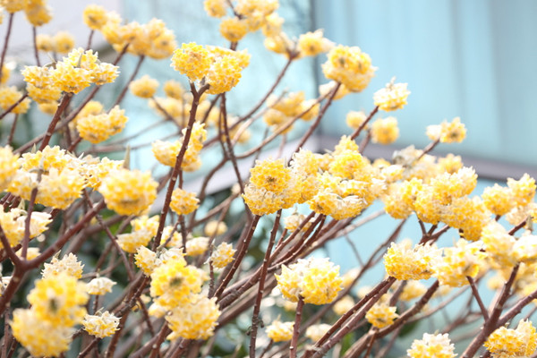 結香花怎麼繁殖，主要有播種、扡插、分株三種方法