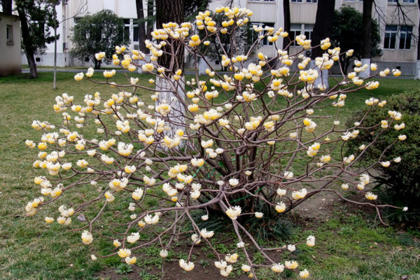 結香花怎麼繁殖，主要有播種、扡插、分株三種方法