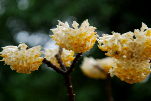 結香花怎麼繁殖，主要有播種、扡插、分株三種方法