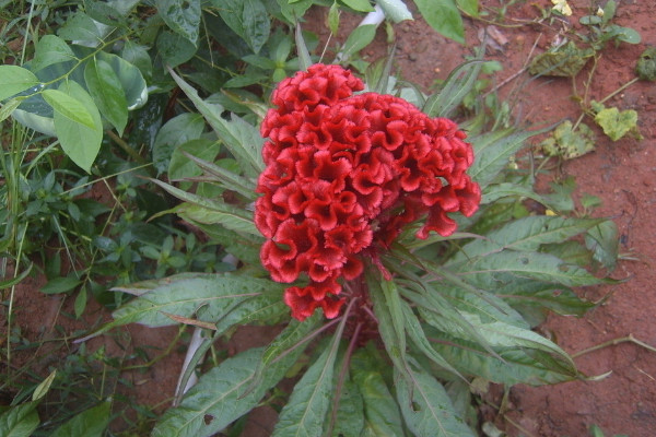 雞冠花怎麼扡插，4步即可完成雞冠花的扡插