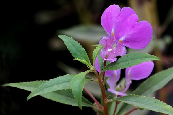 鳳仙花的種植方法，最佳種植時間在4月份