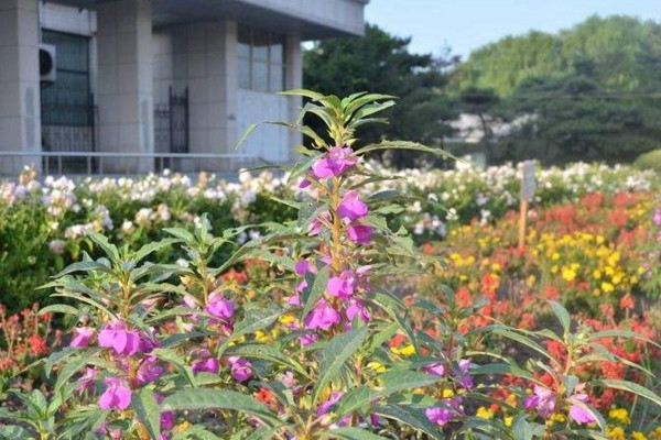 鳳仙花的種植方法，最佳種植時間在4月份