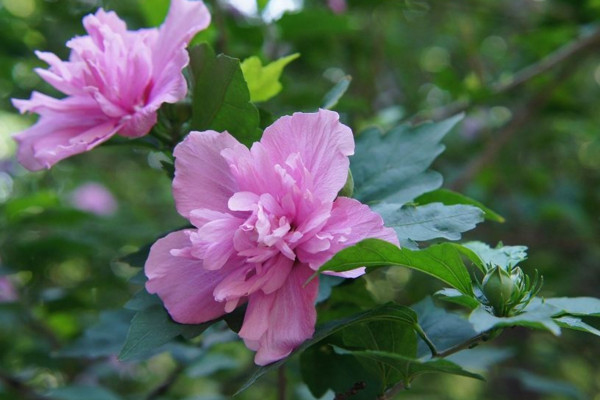 木槿花為什麼不開花，可能是光照不足、盆土不適導致