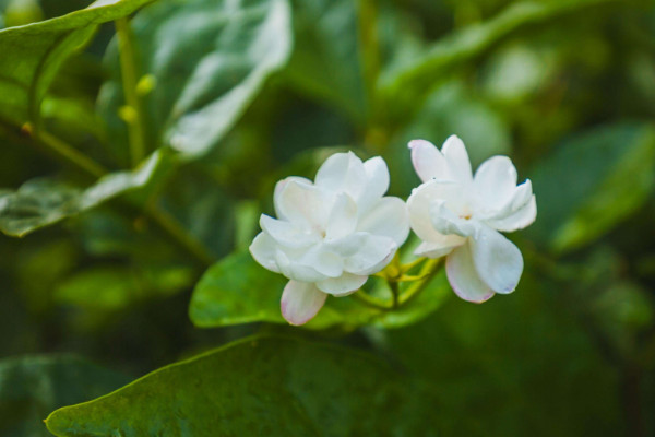 茉莉花怎麼剪枝，修剪殘花/徒長枝葉/病枝弱葉