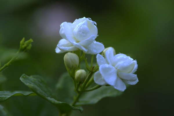 茉莉花怎麼剪枝，修剪殘花/徒長枝葉/病枝弱葉