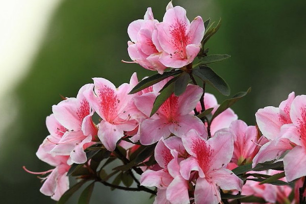 杜鵑花花蕾幹枯的原因，光照太強/出現肥害等