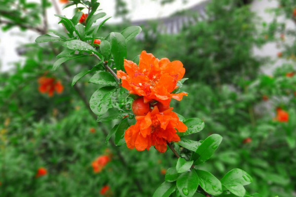 石榴花怎麼養才長得好，土壤適宜並保證光照充足