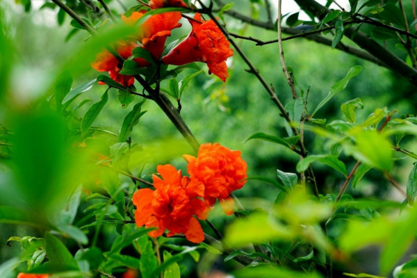 石榴花怎麼養才長得好，土壤適宜並保證光照充足