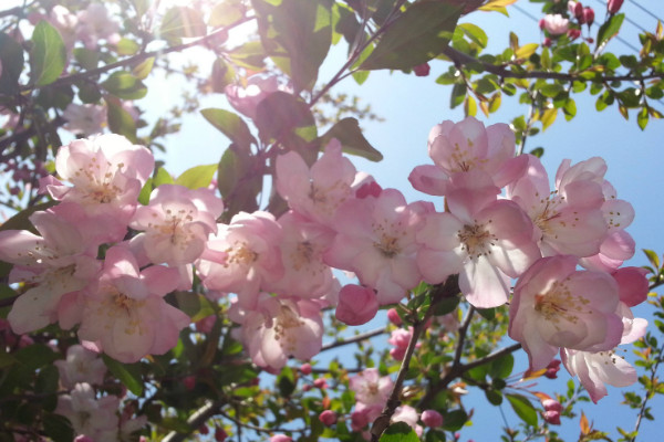 櫻花種子怎麼催芽，沙藏法/高溫浸泡/冷藏法