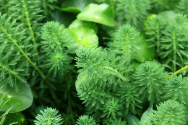 水生花卉有哪些，分為沉水/挺水/浮葉/漂浮四大種類