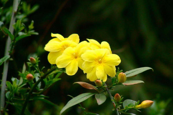 北方春天適合種什麼花，迎春花/丁香花/玉簪花/茶花