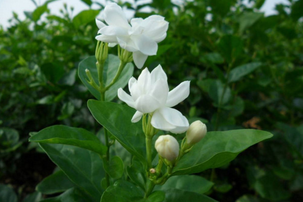 茉莉什麼時候播種，春季播種成活率最高