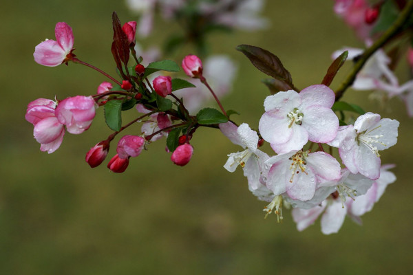 垂絲海棠什麼時候開花，其花期在每年的3~4月