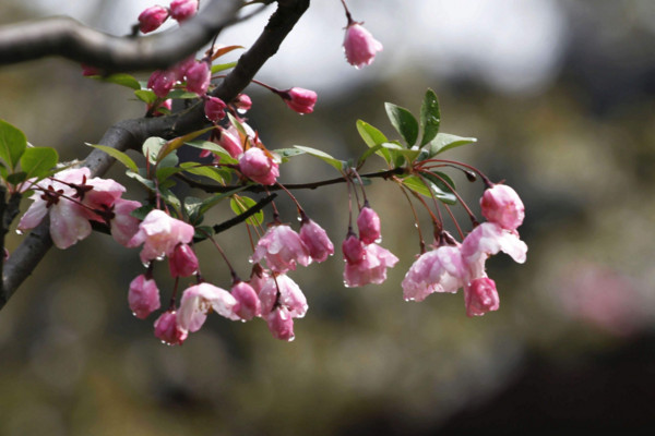 垂絲海棠什麼時候開花，其花期在每年的3~4月