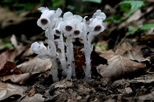 世界上花語最黑暗的花，黑玫瑰/水晶蘭等