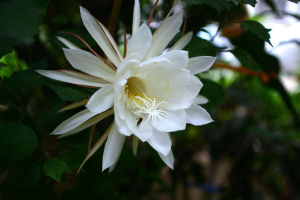 曇花為什麼隻能一現，生長習性所決定