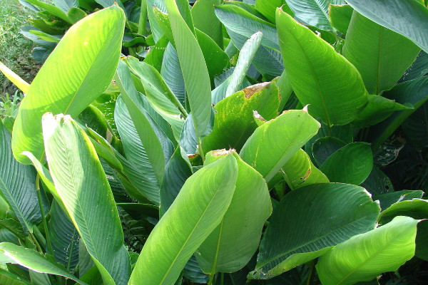 粽葉是什麼植物的葉子，蘆葦葉/箬葉/粽巴葉/芭蕉葉等