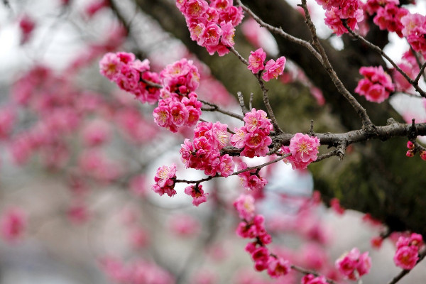 冬天有什麼花開，梅花/茶花/臘梅花/瓜葉菊等