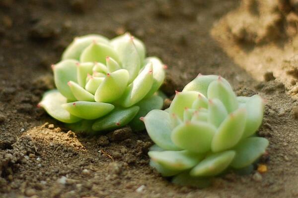 多肉要澆水嗎，教你判斷植株是否需要澆水