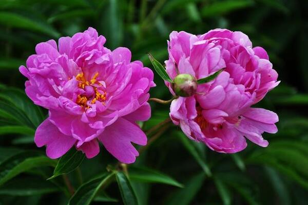 芍藥花怎麼養，充足的光照以及合理的肥水