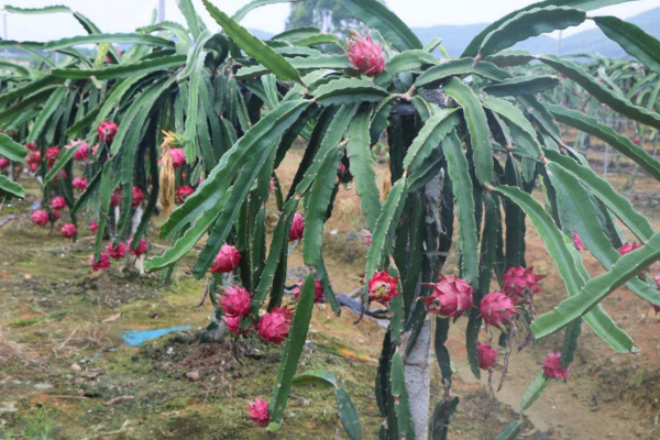 火龍果扡插種植方法，建議大家在春秋兩季進行