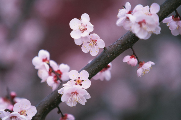 臘梅與梅花的區別，花期/花型/株型/香味不同