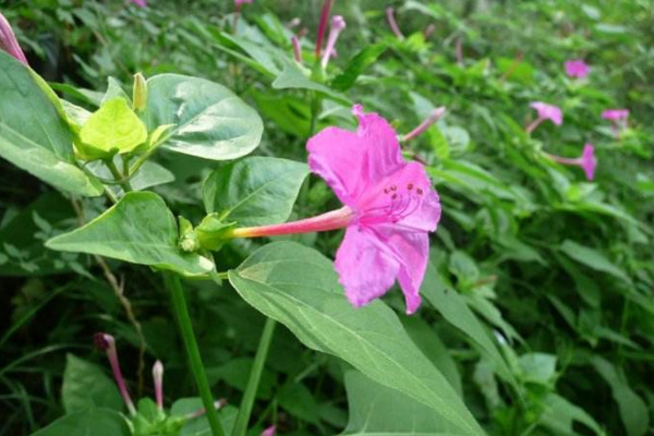 紫茉莉怎麼種，可以通過以下4步進行