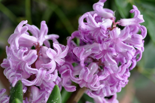 風信子花謝了怎麼處理，在沙土中保存種球