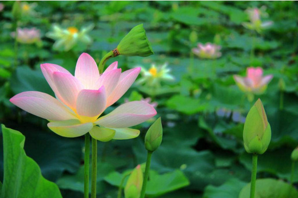 水生植物怎麼養，保證光照、水分充足