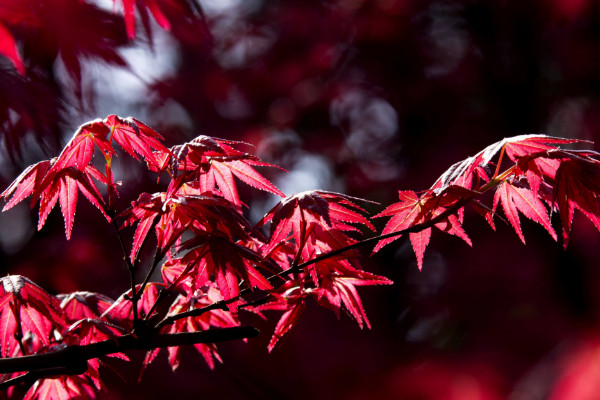 四季紅楓種子種植方法，種子種入土壤前先浸泡1~2日