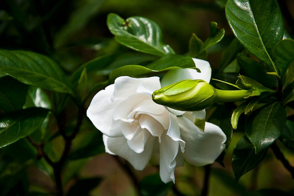 梔子花什麼時候長花苞，每年4月左右開始生長